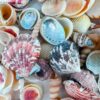 Natural Large Seashells MIX
