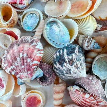 A vibrant collection of colourful seashells with varied textures, including scallop and abalone shells.