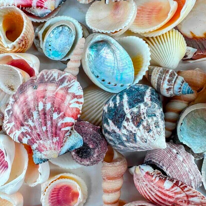 A vibrant collection of colourful seashells with varied textures, including scallop and abalone shells.