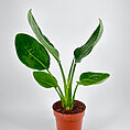 Potted plant with glossy green leaves in terracotta pot against a white background.