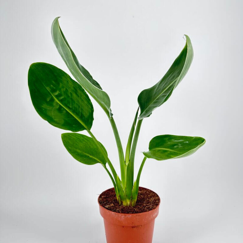 Strelitzia Nicolai Bird of Paradise Potted plant with glossy green leaves in terracotta pot against a white background.