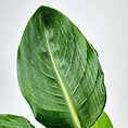 Tropical green leaf with prominent veins highlighted on plain background.