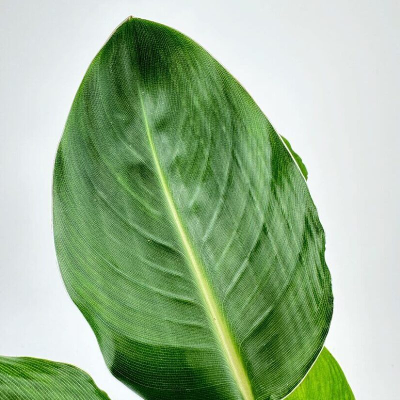 Strelitzia Nicolai Bird of Paradise Tropical green leaf with prominent veins highlighted on plain background.