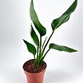 Potted bird of paradise with vibrant green leaves against a white background.