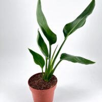 Potted bird of paradise with vibrant green leaves against a white background.