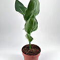Vibrant green potted plant with glossy leaves against a plain white background.