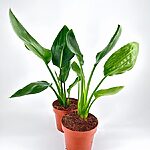 Strelitzia Nicolai Bird of Paradise