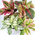 Vibrant indoor garden displaying diverse plants with colourful, artistic foliage.