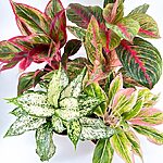 Aglaonema Chinese Evergreen