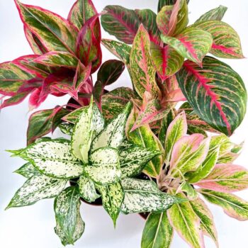 Vibrant indoor garden displaying diverse plants with colourful, artistic foliage.