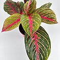 Vibrant plant with pink and green leaves, rosette pattern, in a white background.