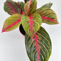Vibrant plant with pink and green leaves, rosette pattern, in a white background.