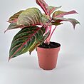 Vibrant potted plant with broad green and pink leaves against a white background.