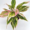 Vibrant tropical plant with pink and green foliage on a white background.
