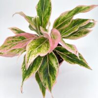 Vibrant tropical plant with pink and green foliage on a white background.
