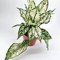 Variegated potted plant with green and white marbled leaves in terracotta pot.