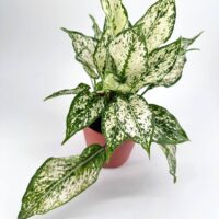 Variegated potted plant with green and white marbled leaves in terracotta pot.