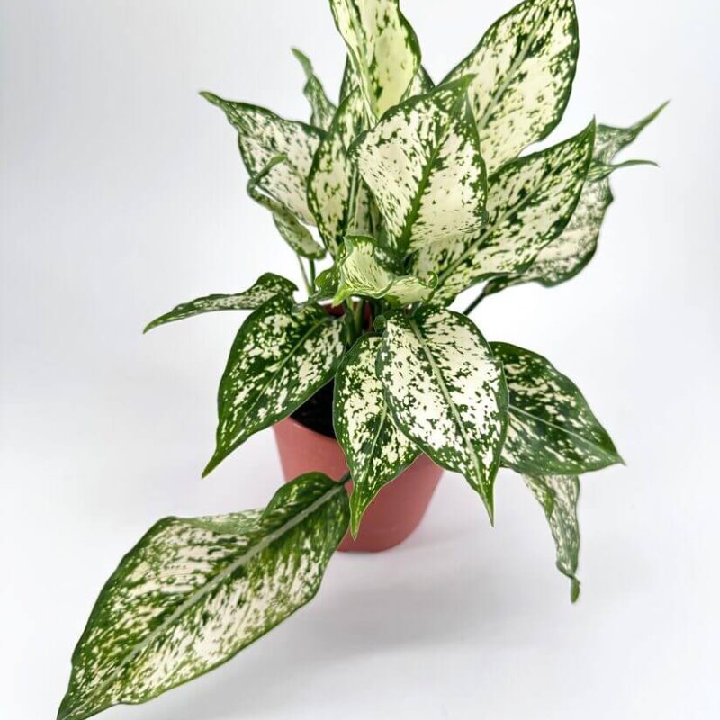Aglaonema Chinese Evergreens Variegated potted plant with green and white marbled leaves in terracotta pot.
