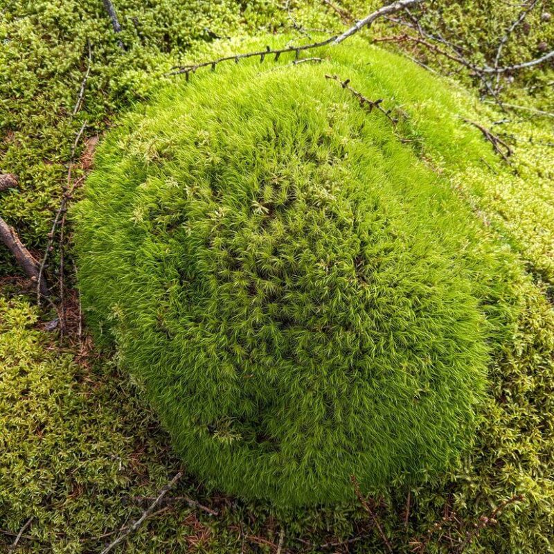 Dicranum Mood Moss Dicranum Mood Moss