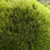 Dicranum Mood Moss