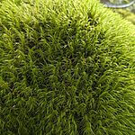 Dicranum Scoparium | Mood Moss | Broom Fork Moss | Cushion