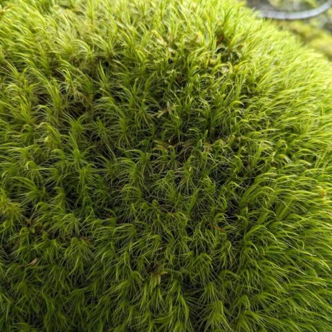 Dicranum Mood Moss