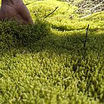 Springy Turf Moss | Rhytidiadelphus Squarrosus