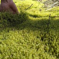 Springy Turf Moss