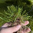 Springy Turf Moss