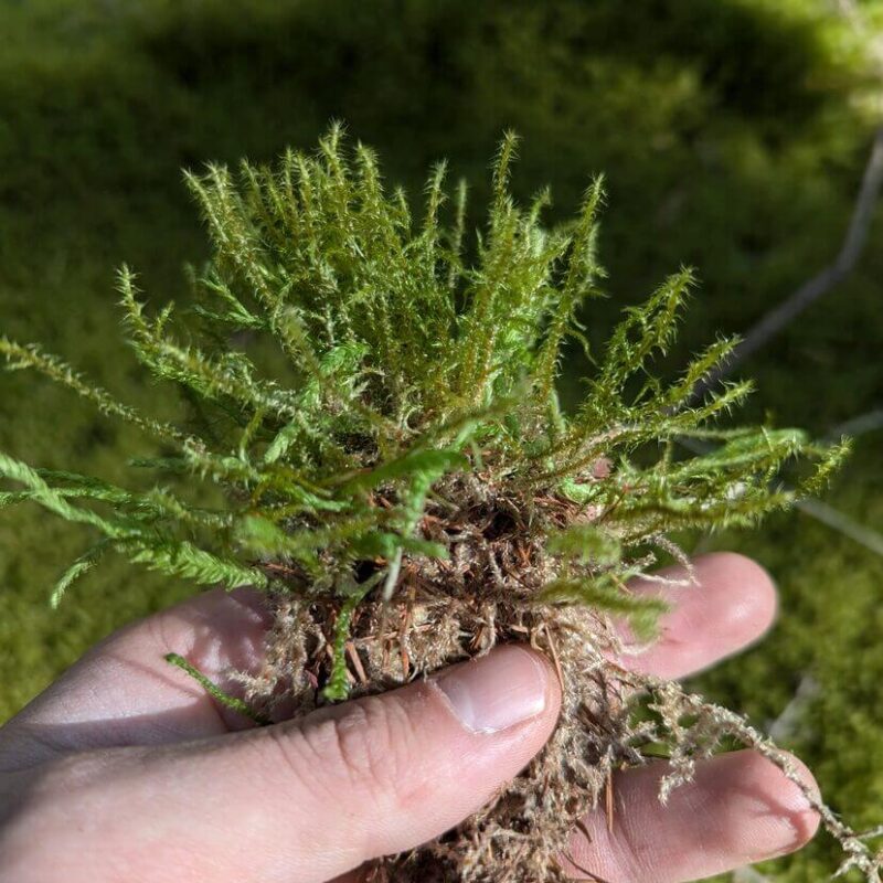 Springy Turf Moss Springy Turf Moss