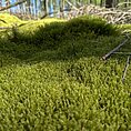 Springy Turf Moss