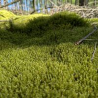 Springy Turf Moss