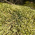 Waved Silk Moss