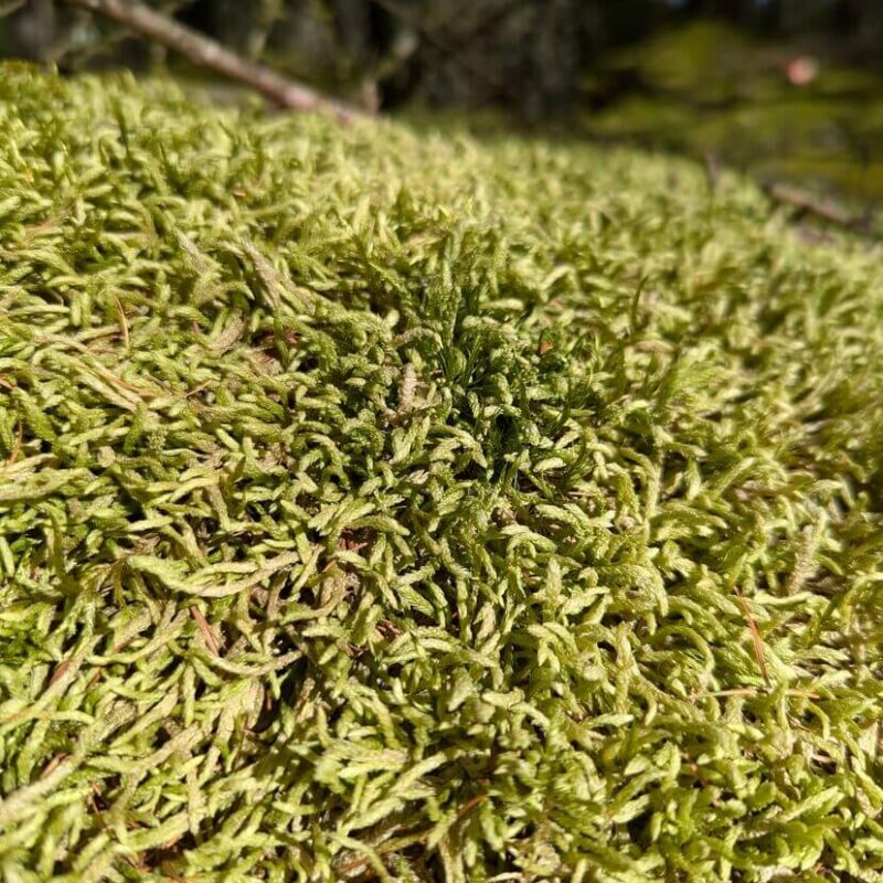 Waved Silk Moss Waved Silk Moss
