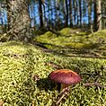 Waved Silk Moss