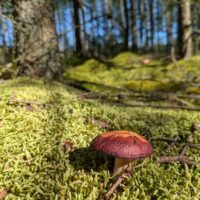 Waved Silk Moss