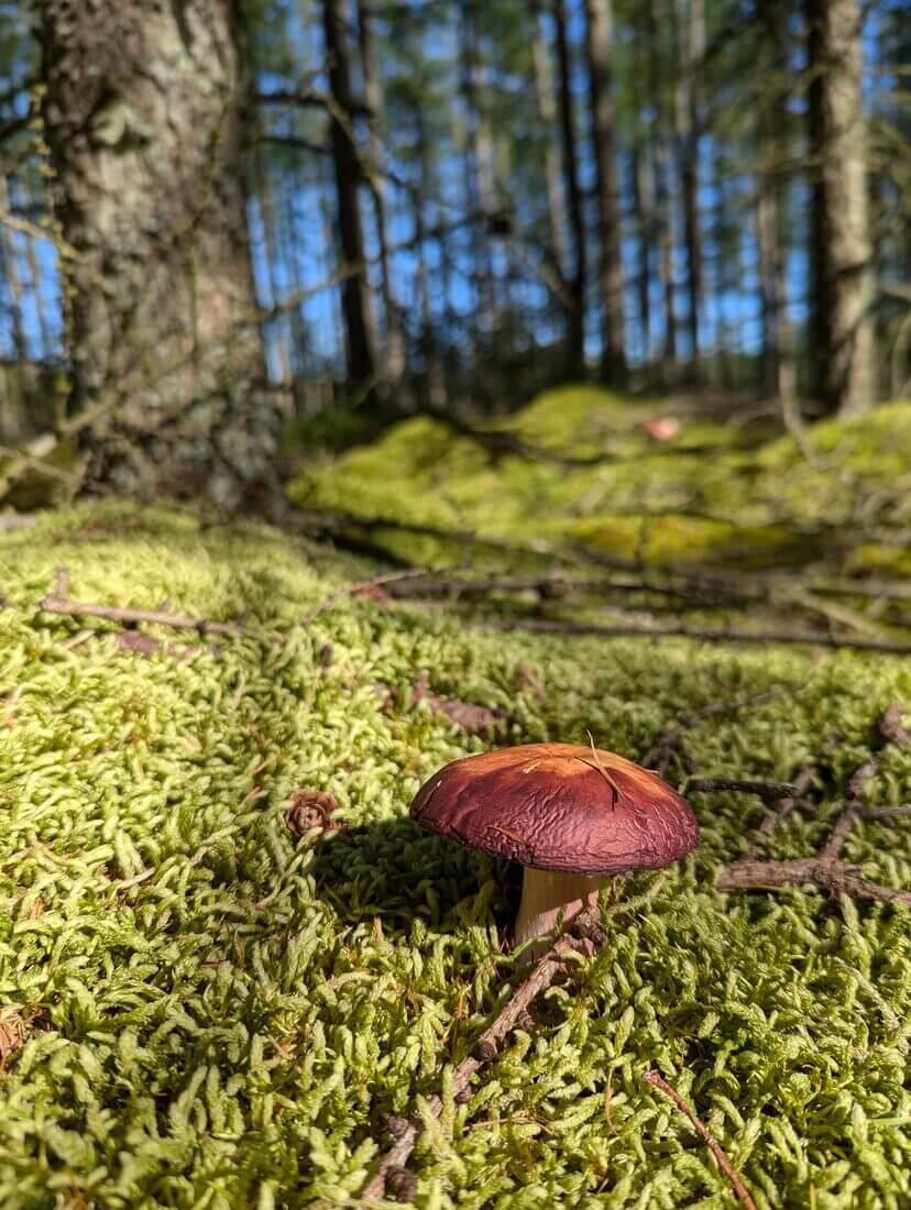 Waved Silk Moss