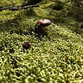 Waved Silk Moss