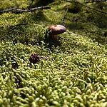 Waved Silk-moss | Plagiothecium undulatum | Beautiful colours