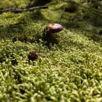 Waved Silk Moss
