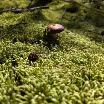 Waved Silk Moss