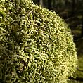 Waved Silk Moss