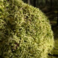 Waved Silk Moss
