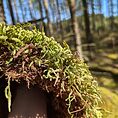 Waved Silk Moss