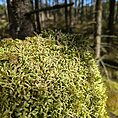 Waved Silk Moss