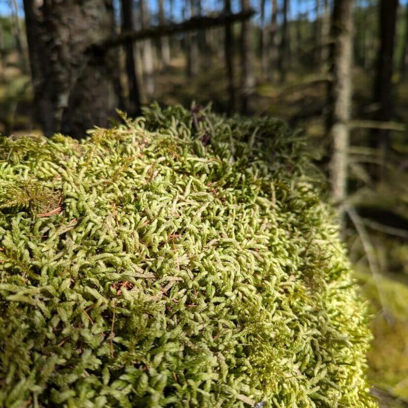 Waved Silk Moss Waved Silk Moss