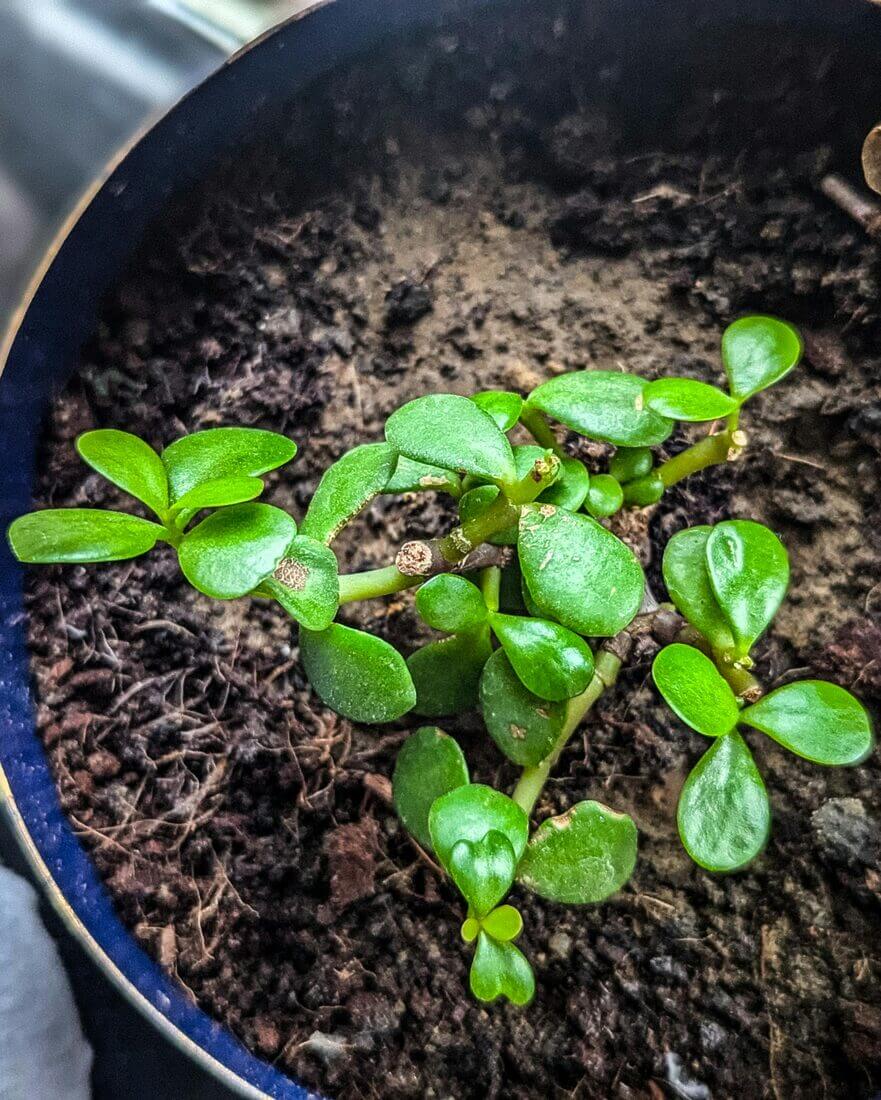 A small plant growing in a pot on the ground. Dry sol