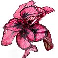 Vibrant begonia plant leaves featuring deep burgundy and pink variegation against a white background.