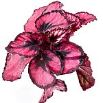 Begonia Rex Houseplant