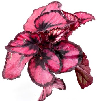 Vibrant begonia plant leaves featuring deep burgundy and pink variegation against a white background.